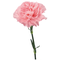 Pink Carnations