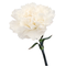 White Carnations