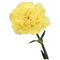 Yellow Carnations